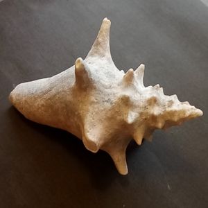 Conch Shell 4inches